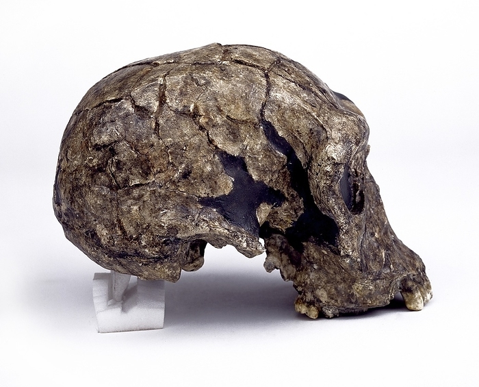 Homo habilis cranium  KNM ER 1813  Homo habilis cranium  KNM ER 1813 . This cast is of a relatively complete fossil skull named KNM ER 1813. It was found in Koobi Fora, Kenya in 1973 by Kamoya Kimeu, and is estimated to be 1.8 million years old. H. habilis is thought to have lived approximately 2 1.6 million years ago, and had a brain size just less than half that of modern humans.