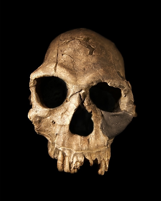 Homo habilis skull Homo habilis skull from Koobi Fora, Kenya, dated to 1.8 million years old. Homo habilis had a larger brain, a shorter jaw and smaller chewing muscles, compared with its australopithecine relatives. A team led by palaeontologists Louis and Mary Leakey uncovered the fossilized remains between 1960 and 1963 at Olduvai Gorge in Tanzania  these fossils were speculated to be a new species, and called Homo habilis   handy man  , because they suspected that it was this slightly larger brained early human that made the thousands of stone tools also found at Olduvai Gorge.