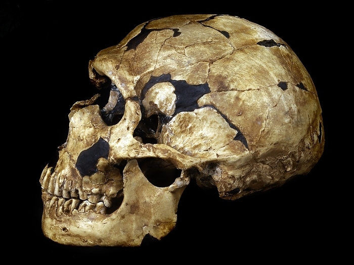 Neanderthal fossil skull La Ferrassie 1 Neanderthal fossil skull La Ferrassie 1. This specimen, from an elderly male, dates from around 70,000 years ago. It was discovered in the Dordogne region in southern France in 1909. Neanderthals  Homo neanderthalensis  first appeared in Europe around 600,000 years ago, and co existed with modern humans, who emerged around 200,000 years ago. Neanderthals went extinct, or interbred with modern humans, by around 25,000 years ago.