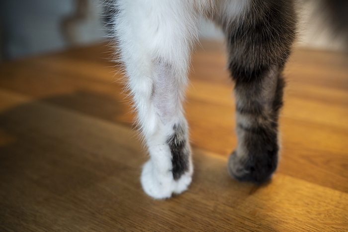 kahle Stelle auf Katzenbeinen front legs and paws of a tabby white cat with bald spots caused by a stress symptome and mental illness, Photo by furryfritz   Nils Jacobi