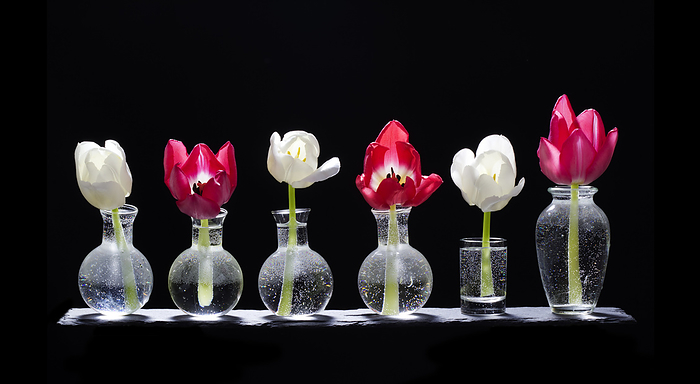 Tulips in glass vases on a slate board, Photo by fotoknips