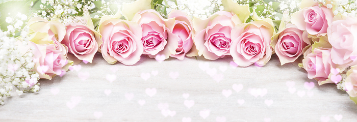 Pink roses and gypsophila, greeting card, banner, Photo by fotoknips
