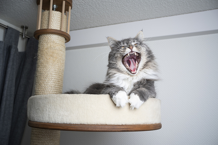 cat scratching post tired gray white maine coon longhair cat resting on scratching post pet bed platform yawning, Photo by furryfritz   Nils Jacobi