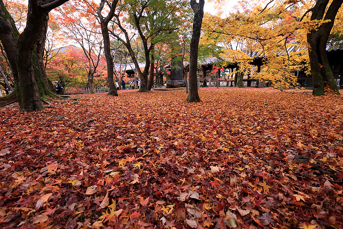 People enjoy autumn leaves at Japan s ancient capital Kyoto November 21, 2020, Kyoto, Japan   Fallen leaves cover the ground of the Tofukuji temple in Kyoto on Saturday, November 21, 2020. People enjoyed colorful autumn foliage at Japan s ancient capital amid outbreak of the new coronavirus.       Photo by Yoshio Tsunoda AFLO 