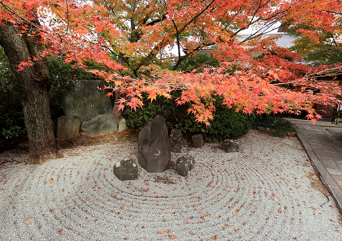 People enjoy autumn leaves at Japan s ancient capital Kyoto November 21, 2020, Kyoto, Japan   Autumn leaves are seen behind  a rock garden at the Komyoin temple in Kyoto on Saturday, November 21, 2020. People enjoyed colorful autumn foliage at Japan s ancient capital amid outbreak of the new coronavirus.       Photo by Yoshio Tsunoda AFLO 
