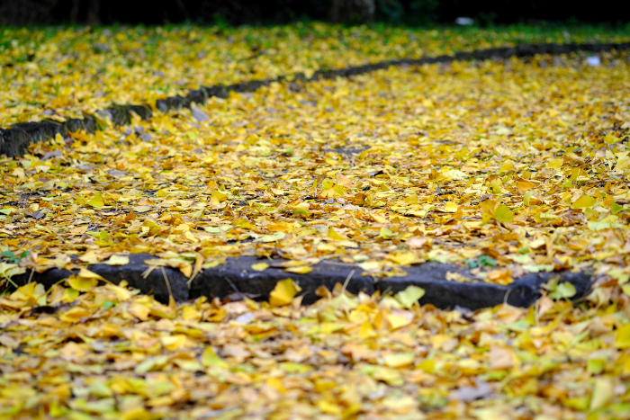 Ginkgo leaves falling on the road