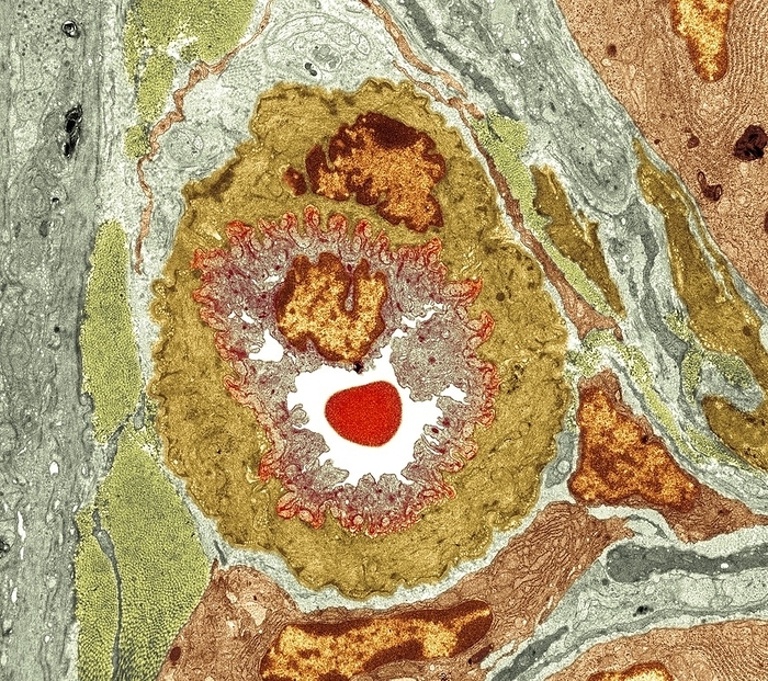 Intestinal arteriole, TEM Intestinal arteriole. Transmission electron micrograph  TEM  of a section through an arteriole in the wall of the small intestine. Magnification: x5000 when printed 10 centimetres wide.
