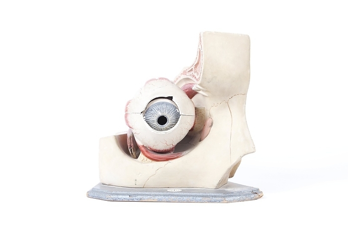 Human eye, historical anatomical model Human eye. 1940s model showing the anatomy of the human eye.