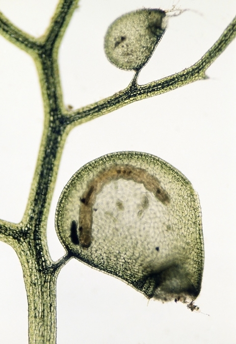 Greater bladderwort, light micrograph Greater bladderwort  Utricularia vulgaris , light micrograph. This carnivorous plant traps small aquatic animals in its bladders. As the animals decay the nutrients are absorbed by the plant.
