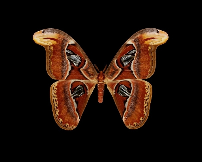 Atlas moth Atlas moth. View of the upper side of an Atlas moth  Attacus atlas . This large species of silkmoth is found in the tropical and subtropical forests of Southeast Asia, and is also common across the Malay archipelago. Atlas moths are considered the largest moths in the world in terms of total wing surface area. This specimen has a wingspan of 21cm.
