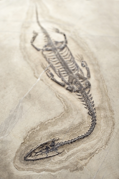 Extinct Triassic Reptile Aquatic Reptile  Pachypleurosaur  Keichousaurus hui Triassic Period Xingyi, Guizhou, China