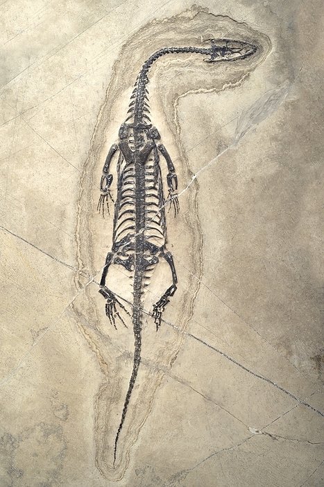 Triassic Aquatic Reptile Aquatic Reptile  Pachypleurosaur  Keichousaurus hui Triassic Period Xingyi, Guizhou, China