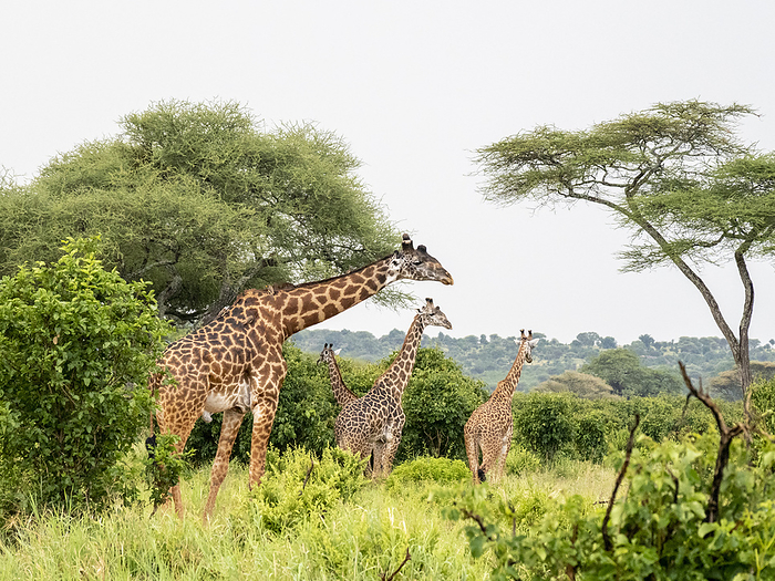 Adult Masai giraffes, Giraffa camelopardalis tippelskirchii, feeding in Tarangire National Park, Tanzania, Africa. Adult Masai giraffes  Giraffa camelopardalis tippelskirchii  feeding in Tarangire National Park, Tanzania, East Africa, Africa, Photo byMichael Nolan