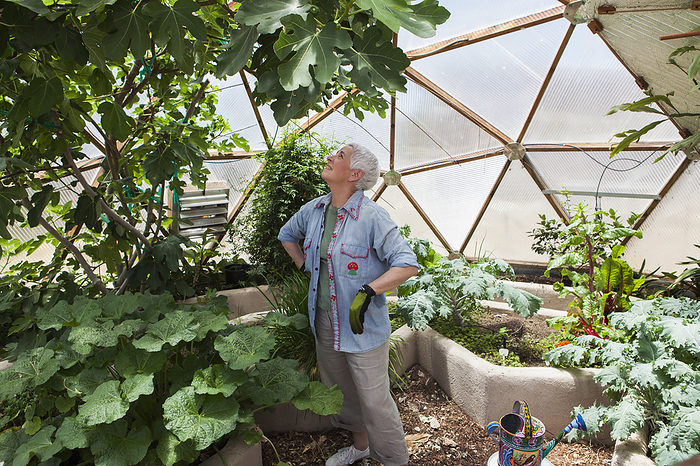 Geodesic Dome,United States,Smiling senior woman gardening in a geodesic dome, climate controlled glass house Smiling senior woman gardening in a geodesic dome, climate controlled glass house