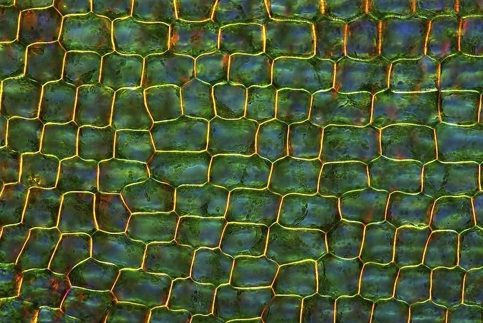 Canadian pondweed leaf, light micrograph Canadian pondweed leaf. Light micrograph of a section through the leaf of a Canadian pondweed  Elodea canadensis  plant, showing the cells  squares . The tiny green particles within the cells are chloroplasts. These contain the green pigment chlorophyll and are the sites of cell photosynthesis. Magnification: x100, when printed 10 centimetres wide.