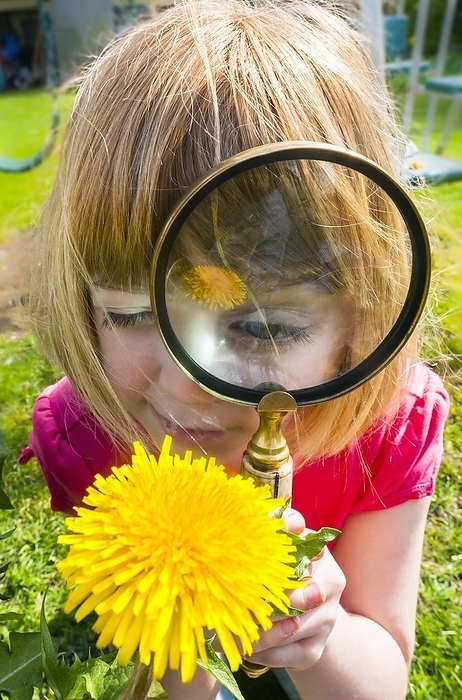 Examining flower with magnifying glass Examining flower with magnifying glass. 7 year old girl using a magnifying glass to examine a flower