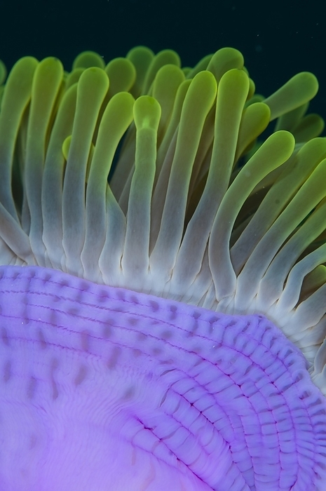 Detail of an anemone in Indonesia Detail of a magnificent sea anemone, Heteractis magnifica. Photographed at North Ari Atoll, Maldives.