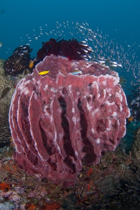 Large barrel sponge in Indonesia Large red barrel sponge, surrounded by sweepers. Photographed opposite Tenate, near beach, Halmahera, Maluku Islands, Indonesia.