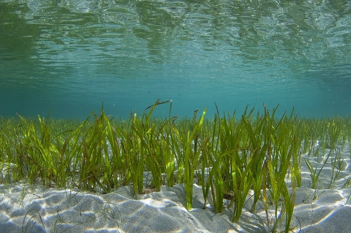 Shallow seagrass bed in Indonesia A bed of seagrass growing in shallow water. Seagrass beds are important as they act as nurseries for a lot of marine species. Photographed off Halmahera, Maluku Islands, Indonesia