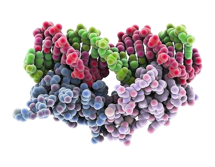Oestrogen receptor bound to DNA Oestrogen receptor bound to DNA. Molecular model of the DNA binding domain  blue and purple  of the oestrogen receptor bound to a molecule of DNA  deoxyribonucleic acid, pink and green . Oestrogen receptors are cytoplasmic proteins that bind oestrogens and then migrate to the nucleus where they can regulate DNA transcription.