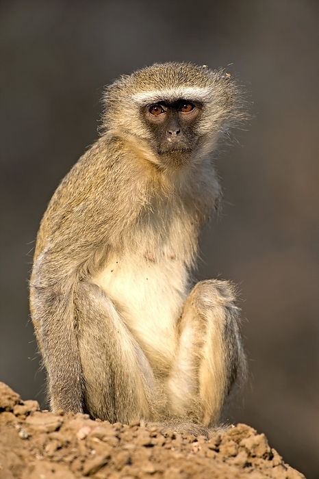 Vervet monkey Vervet monkey  Chlorocebus pygerythrus  on sitting. These monkeys are native to Africa. They are found mostly throughout Southern Africa, as well as some of the eastern countries. Photographed in Mana Pools, Zimbabwe.