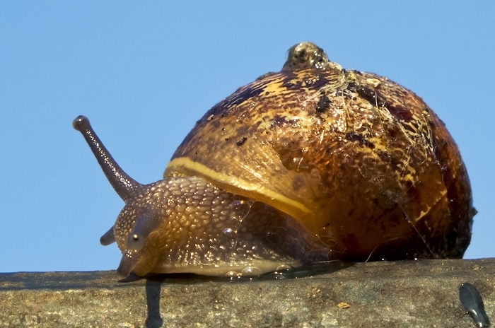 Garden snail Garden snail. Garden snails  Helix aspersa  are a species of land snail, a pulmonate gastropod, and are one of the best known of all terrestrial molluscs.