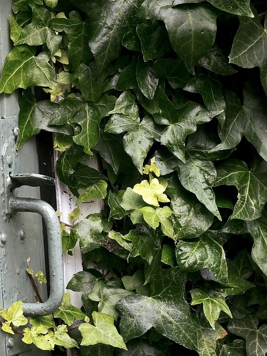 Ivy covered door Ivy covered door. Close up of a wooden door covered in common ivy  Hedera helix .