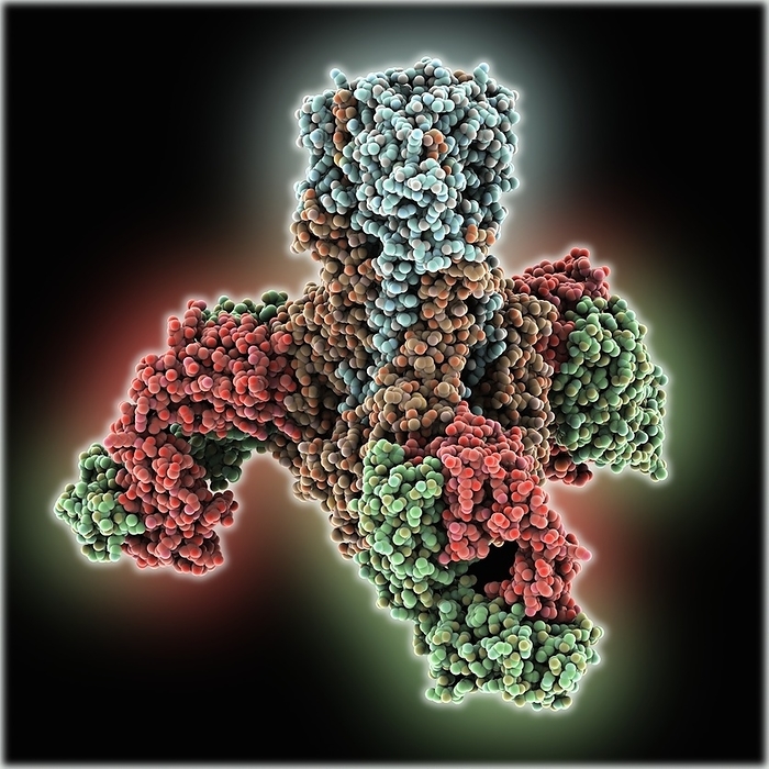 Haemagglutinin viral surface protein Haemagglutinin viral surface protein. Molecular model of haemagglutinin, a surface protein from the influenza virus, complexed with a neutralising antibody. Haemagglutinin s function is to bind to the surface of its target cell and allow the viral genes into the cell, where replication occurs. There are 16 different types of haemagglutinin known, numbered 1 16. H1, H2 and H3 are found in human flu viruses, the rest mainly affect birds.