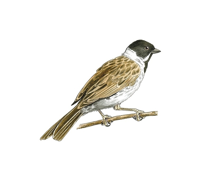 Common reed bunting, artwork Common reed bunting  Emberiza schoeniclus , artwork. This bird breeds across Europe and much of temperate and northern Asia.