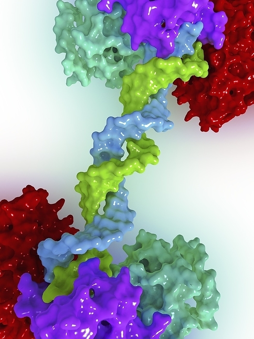 Human PARP 1 DNA repair enzyme Human PARP 1  Poly ADP ribose  Polymerase 1  bound to a DNA double strand break, molecular model. Human PARP 1  Poly ADP ribose  Polymerase 1  is a highly conserved protein  113 kDa  that is strongly activated by DNA strand breaks, and participates in modulating DNA base excision repair, apoptosis, and necrosis. It includes a DNA binding domain with 23 zinc finger motifs, and a poly ADP ribose  polymerase catalytic domain