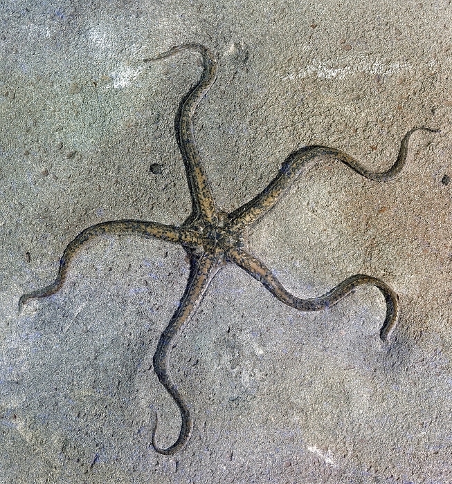 Palaeocoma egertoni, brittle star fossil Palaeocoma egertoni, brittle star fossil. Brittle stars are related to starfish but, unlike starfish, they can crawl across the sea floor using their flexible arms. This one was found in rocks in England dating from the Jurassic and Lias. It has a maximum diameter of 8 centimetres. This species is similar to today s living brittle stars. It is part of the collections held at the Natural History Museum, London, UK.