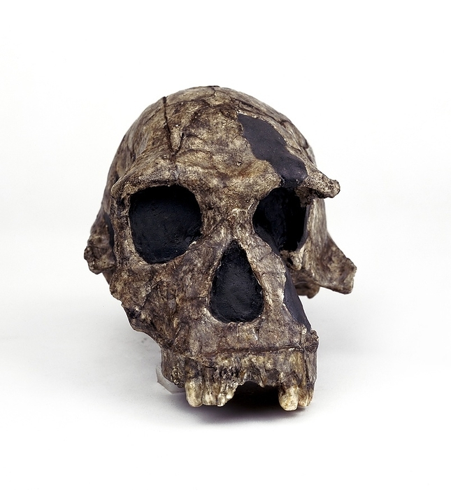 Homo habilis cranium  KNM ER 1813  Homo habilis cranium  KNM ER 1813 . This cast is of a relatively complete fossil skull named KNM ER 1813. It was found in Koobi Fora, Kenya in 1973 by Kamoya Kimeu, and is estimated to be 1.8 million years old. H. habilis is thought to have lived approximately 2 1.6 million years ago, and had a brain size just less than half that of modern humans.