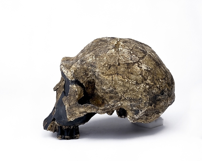 Homo ergaster cranium  KNM ER 3733  Homo ergaster skull  KNM ER 3733 . This cast is of a fossil specimen that dates from around 1.8 million years ago, and was discovered in 1975 by Bernard Ngeneo, in Koobi Fora, on the eastern shore of Lake Turkana, Kenya. This skull is that of a mature female. H. ergaster is an extinct hominin species from the same genus as modern humans.