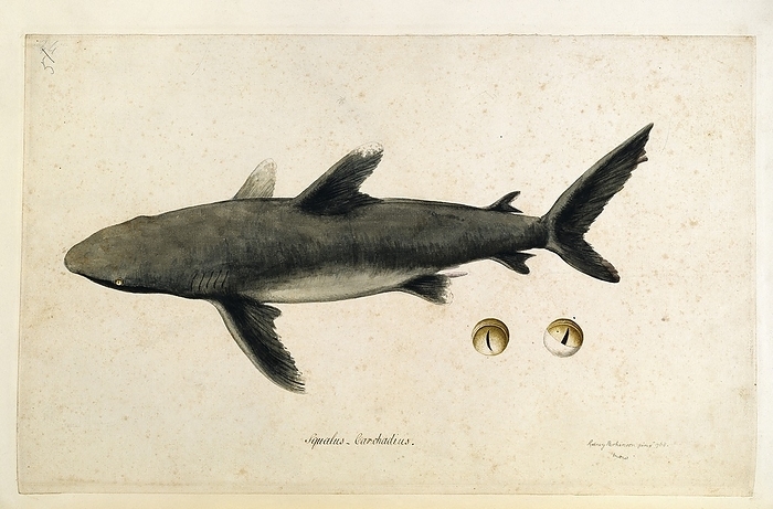 Carcharhinus shark, 18th century Carcharhinus shark, 18th century artwork. These sharks, most of which bear live young, are found in warm waters worldwide. This watercolour was painted by British artist Sydney Parkinson  c.1745 1771  on Captain James Cook s first voyage to the Pacific  1768 1771  in HMS Endeavour. This artwork is part of the collections held at the Natural History Museum, London, UK.