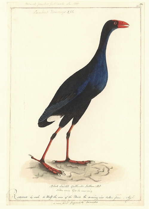 Purple swamphen, 18th century Purple swamphen  Porphyrio porphyrio melanotus , 18th century artwork. Thought to be by a Port Jackson painter, this is drawing 331 from the Watling Collection, which dates from the period 1788 to around 1797. The paintings were made in the area around what is now Sydney, Australia. The collection is held at the Natural History Museum, London, UK.
