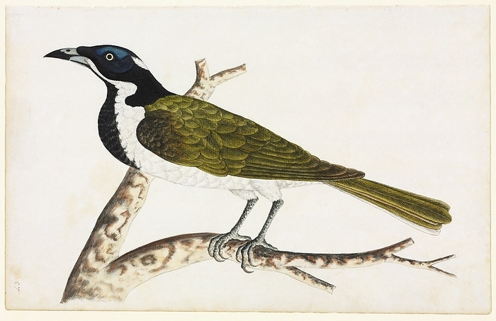 Blue faced honeyeater, 18th century Blue faced honeyeater  Entomyzon cyanotis , 18th century artwork. Thought to be by a Port Jackson painter, this is drawing 22 from the Watling Collection, which dates from the period 1788 to around 1797. The paintings were made in the area around what is now Sydney, Australia. The collection is held at the Natural History Museum, London, UK.