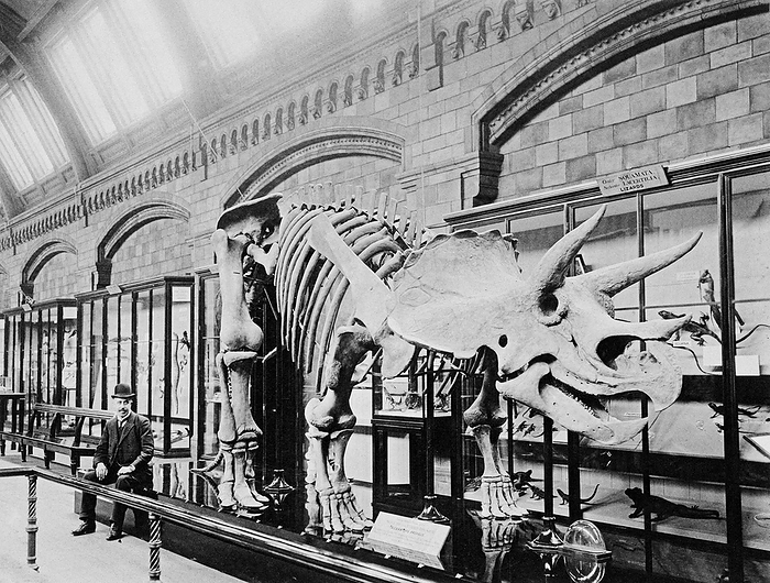 Triceratop dinosaur skeleton Triceratops skeleton. Model skeleton of a Triceratops prorsus dinosaur. Photographed at the Natural History Museum, London, UK, in 1907.