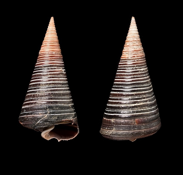 Telescope shells Pair of telescope shells  Telescopium Telescopium . This symmetrical, marine gastropod originates from the Indo Pacific.