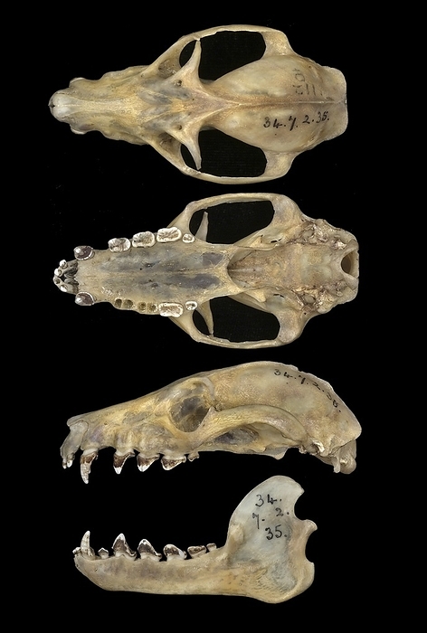 Comoro black flying fox skulls Comoro black flying fox  Pteropus livingstonii  skulls seen from above and left side.