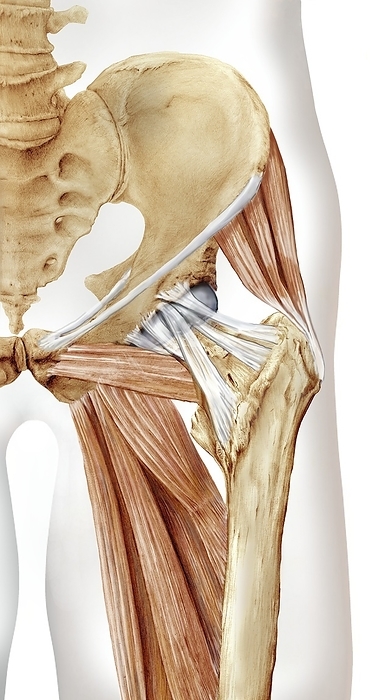 Hip bones, muscles and ligaments, artwork Hip bones, muscles and ligaments. Artwork of a frontal  anterior  view of the left hip, showing the bones and some of the muscles  red  and ligaments  white . At lower right is the femur  thigh bone . The head of the femur  ball shaped  is covered in cartilage  grey  that cushions it in the acetabulum, the hip socket in the pelvis. At top left are bones of the lower spine. The muscles shown here include the hamstring muscles, one of the gluteus muscles of the buttocks, and some of the adductor muscles of the hip. Ligaments include the iliofemoral ligament of the hip, and the inguinal and pectineal ligaments of the pelvis  both attached to the pubic tubercle .