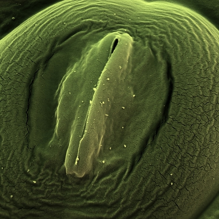 Sorrel leaf stoma, SEM Sorrel leaf stoma. Coloured scanning electron micrograph  SEM  of a stoma  round, centre  on the surface of a leaf from a common sorrel  Rumex acetosa  plant. Stomata are pores that are the site of gaseous exchange in the plant. The opening and closing of the stomata is controlled by semicircular guard cells. When the guard cells are turgid the stomata are open and when they are flaccid the stomata are closed. Magnification: x3704, when printed 10 centimetres high.