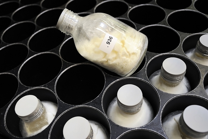 Breast milk processing plant Breast milk processing plant. Close up of bottles of donated breast milk that has been freeze dried at a breast milk processing plant. Photographed in Marmande, France.
