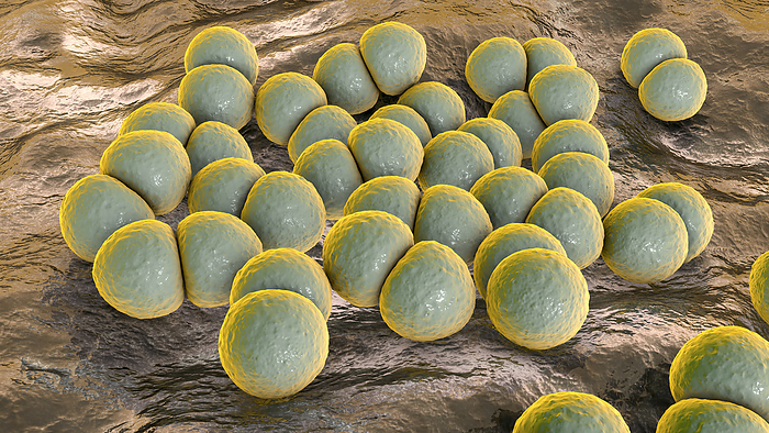 Streptococcus pneumoniae bacteria, illustration Streptococcus pneumoniae bacteria  pneumococci , computer illustration. These Gram positive spherical bacteria are usually found in pairs. They colonize the respiratory tract asymptomatically in healthy carriers, but can cause pneumonia and are one of the causative agents of bacterial meningitis in individuals with weaker immune system, particularly in the elderly and young children. They also can cause a range of infections in different locations, such as otitis media, conjunctivitis, endocarditis, sepsis, osteomyelitis and other.