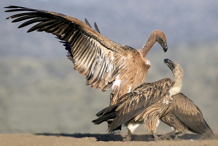 White backed vultures fighting Two White backed Vultures  gyps africanus  fighting over carrion. These critically endangered birds were photographed in Kwa Zulu Natal, South Africa.
