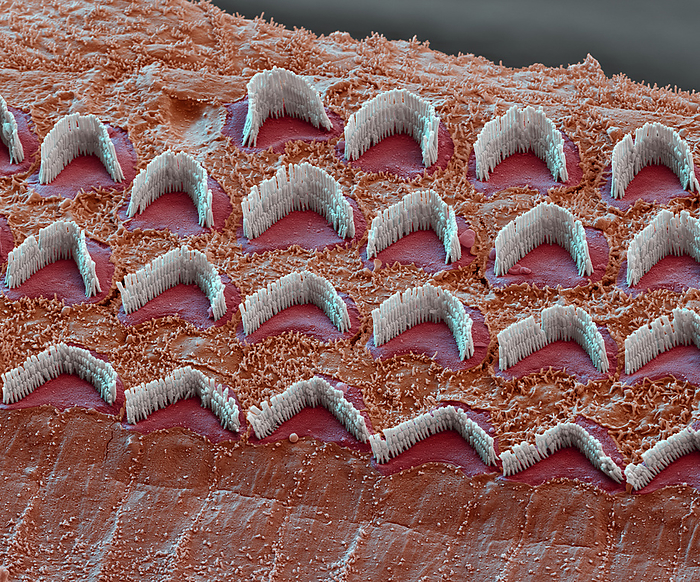 Inner ear hair cells, SEM Coloured scanning electron micrograph  SEM  of hair cells from the organ of Corti in the cochlear of the inner ear of a guinea pig. Each V shaped arrangement of outer hairs  stereocilia, white  lies on the top of a single cell. The hairs are surrounded by endolymph fluid. As sound enters the ear, it causes waves to form in the endolymph, which in turn causes these hairs to move. Outer hair cells amplify the vibrations, which are then picked up by inner hair cells  not seen  that transmit the signal to auditory nerve fibres. This amplification enhances the sensitivity and dynamic range of hearing. Magnification: x4,000 when printed at 15cm wide.