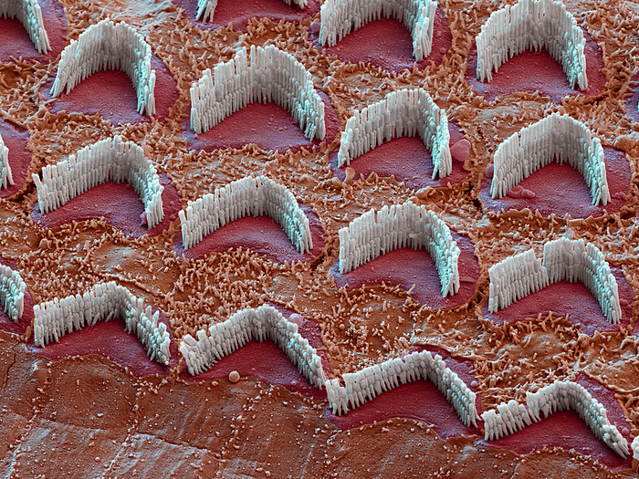 Inner ear hair cells, SEM Coloured scanning electron micrograph  SEM  of hair cells from the organ of Corti in the cochlear of the inner ear of a guinea pig. Each V shaped arrangement of outer hairs  stereocilia, white  lies on the top of a single cell. The hairs are surrounded by endolymph fluid. As sound enters the ear, it causes waves to form in the endolymph, which in turn causes these hairs to move. Outer hair cells amplify the vibrations, which are then picked up by inner hair cells  not seen  that transmit the signal to auditory nerve fibres. This amplification enhances the sensitivity and dynamic range of hearing. Magnification: x5,300 when printed at 15cm wide.