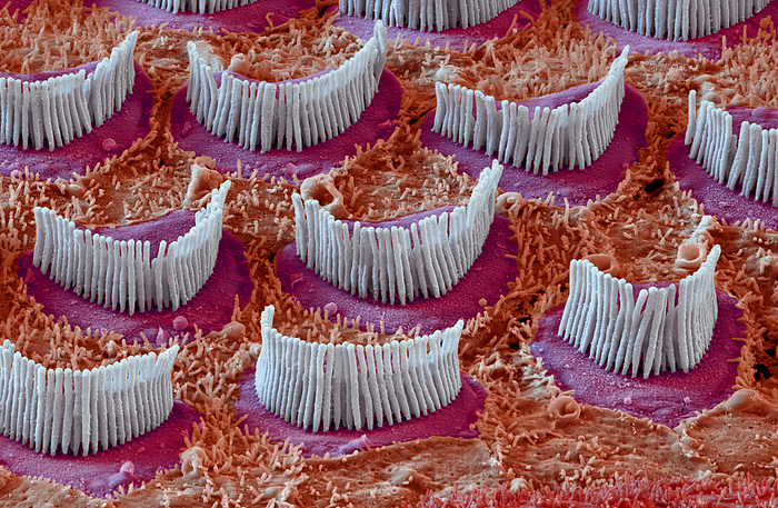 Inner ear hair cells, SEM Coloured scanning electron micrograph  SEM  of hair cells from the organ of Corti in the cochlear of the inner ear of a guinea pig. Each V shaped arrangement of outer hairs  stereocilia, white  lies on the top of a single cell. The hairs are surrounded by endolymph fluid. As sound enters the ear, it causes waves to form in the endolymph, which in turn causes these hairs to move. Outer hair cells amplify the vibrations, which are then picked up by inner hair cells  not seen  that transmit the signal to auditory nerve fibres. This amplification enhances the sensitivity and dynamic range of hearing. Magnification: x7,000 when printed at 15cm wide.