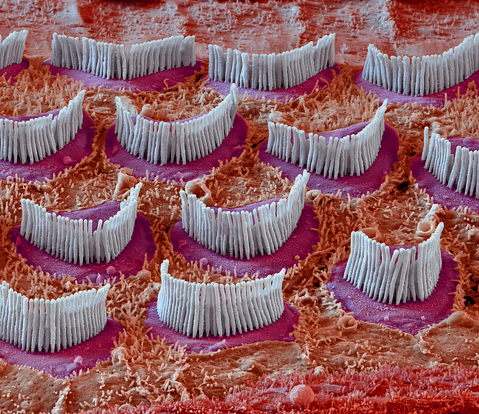 Inner ear hair cells, SEM Coloured scanning electron micrograph  SEM  of hair cells from the organ of Corti in the cochlear of the inner ear of a guinea pig. Each V shaped arrangement of outer hairs  stereocilia, white  lies on the top of a single cell. The hairs are surrounded by endolymph fluid. As sound enters the ear, it causes waves to form in the endolymph, which in turn causes these hairs to move. Outer hair cells amplify the vibrations, which are then picked up by inner hair cells  not seen  that transmit the signal to auditory nerve fibres. This amplification enhances the sensitivity and dynamic range of hearing. Magnification: x7,000 when printed at 15cm wide.