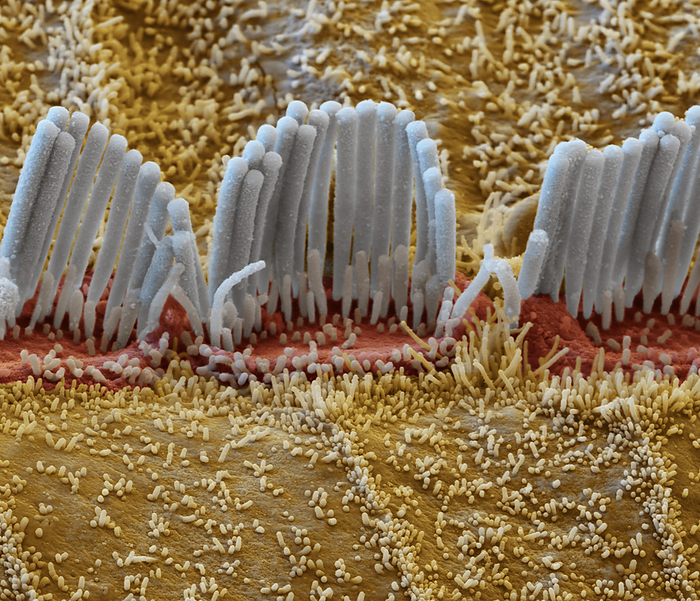 Inner ear hair cells, SEM Coloured scanning electron micrograph  SEM  of hair cells from the organ of Corti in the cochlear of the inner ear. Each V shaped arrangement of outer hairs  stereocilia, white  lies on the top of a single cell. The hairs are surrounded by endolymph fluid. As sound enters the ear, it causes waves to form in the endolymph, which in turn causes these hairs to move. Outer hair cells amplify the vibrations, which are then picked up by inner hair cells  not seen  that transmit the signal to auditory nerve fibres. This amplification enhances the sensitivity and dynamic range of hearing. Magnification: x10,000 when printed at 15cm wide.