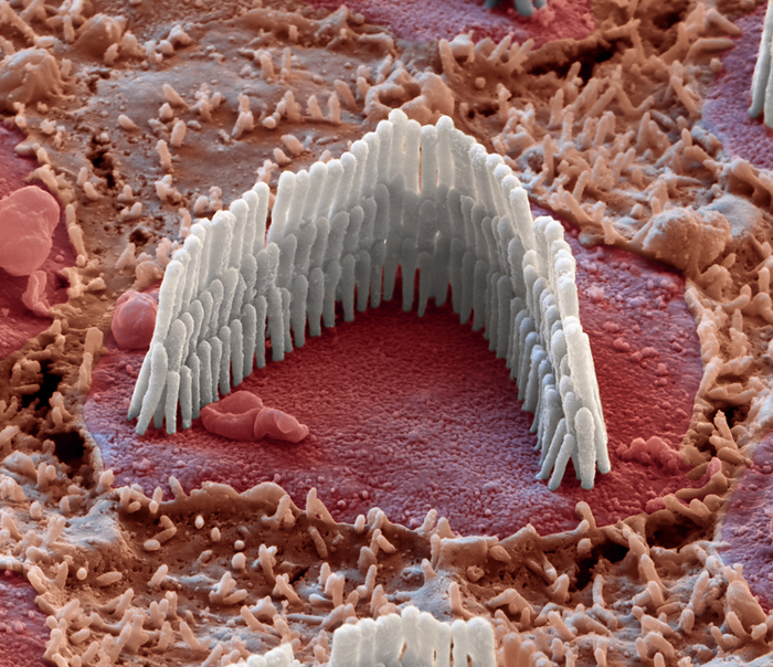 Inner ear hair cells, SEM Coloured scanning electron micrograph  SEM  of hair cells from the organ of Corti in the cochlear of the inner ear. This V shaped arrangement of outer hairs  stereocilia, white  lies on the top of a single cell. The hairs are surrounded by endolymph fluid. As sound enters the ear, it causes waves to form in the endolymph, which in turn causes these hairs to move. Outer hair cells amplify the vibrations, which are then picked up by inner hair cells  not seen  that transmit the signal to auditory nerve fibres. This amplification enhances the sensitivity and dynamic range of hearing. Magnification: x18,000 when printed at 15cm wide.